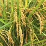 Piante di riso in campo