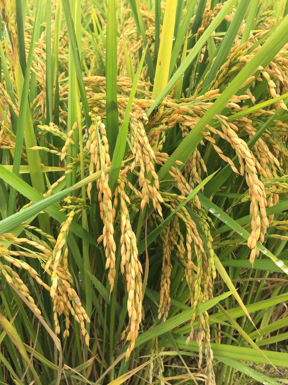 Piante di riso in campo