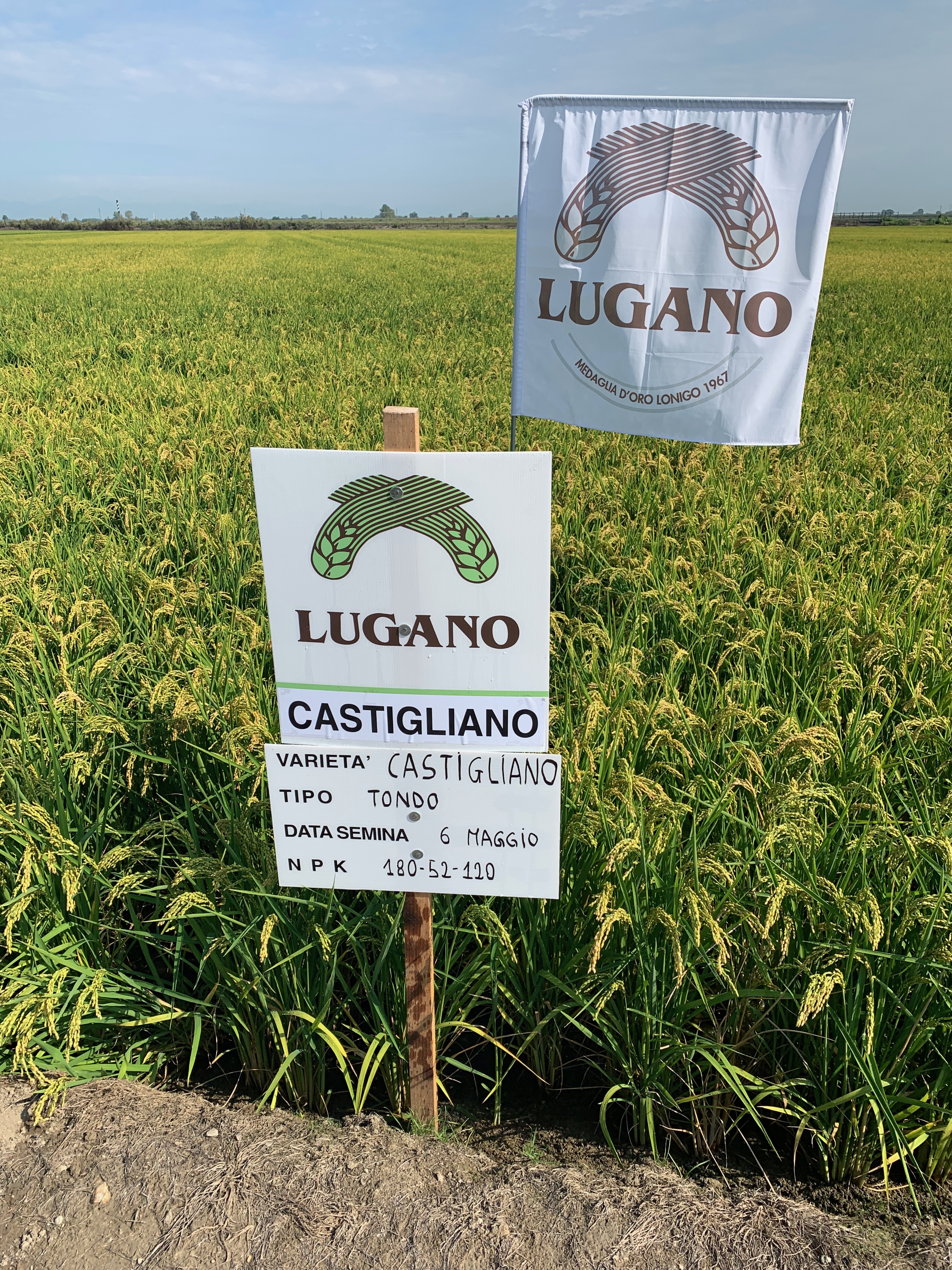 Varietà risone Castigliano